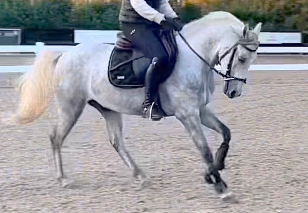 D springpony, B, Ruin, Springpony, 3 tot 6 jaar