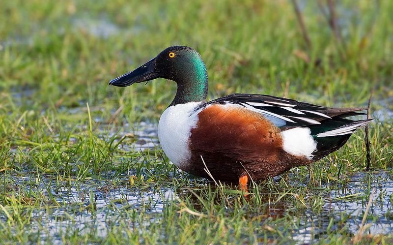 Europese slobeend, Geslacht onbekend