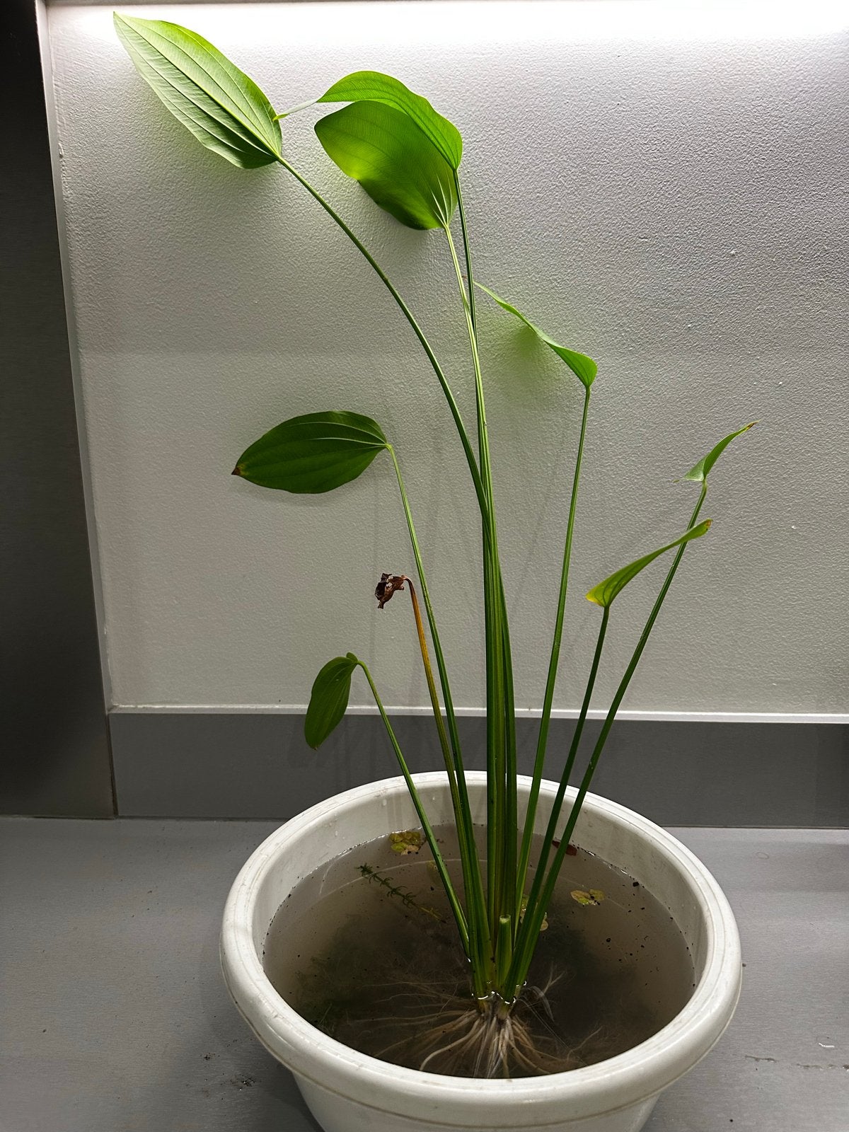 Echinodorus aquariumplant, Ophalen, Plant(en), Steen of Hout