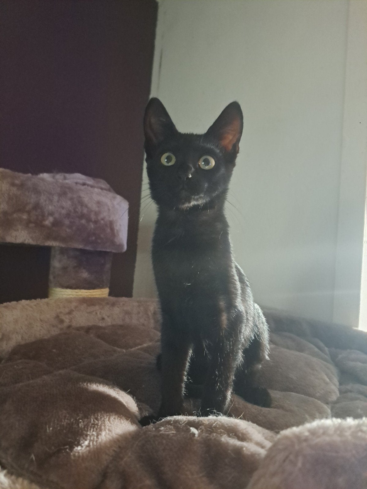kittens x Siamees, Dieren en Toebehoren, Meerdere dieren, Kortharig, 0 tot 2 jaar