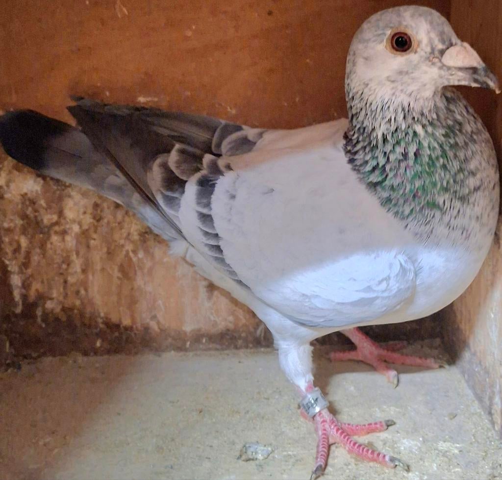 Postduif "BLIZZARD KING KITTEL"/"BEST/KITTEL", Dieren en Toebehoren, Vogels | Duiven, Mannelijk, Postduif