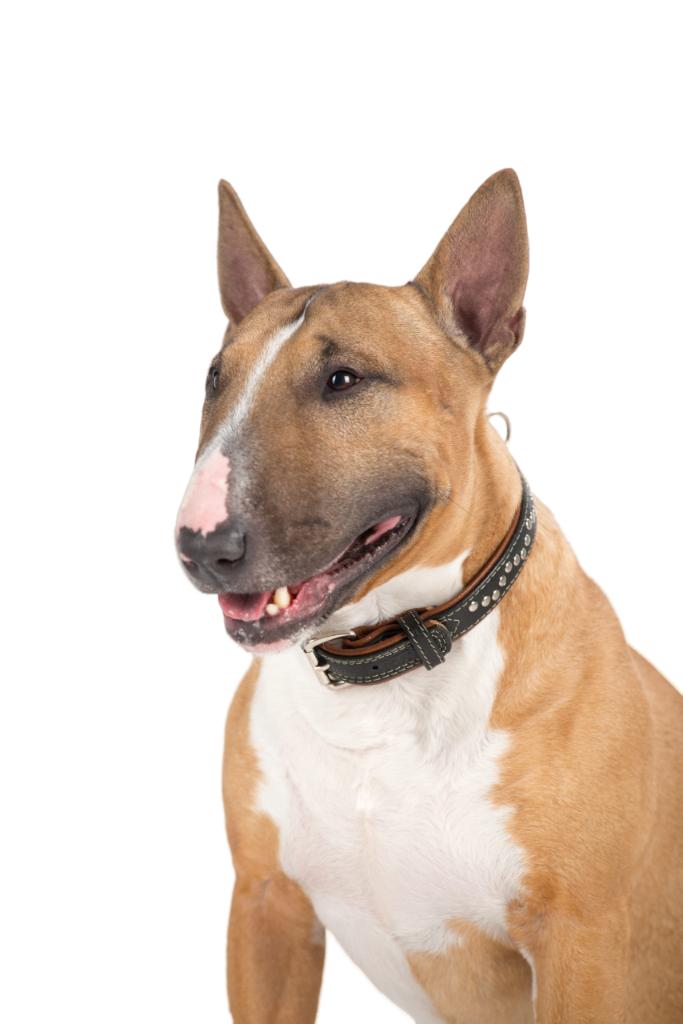 WAUDOG Soft Deco Halsband Leder Zwart M Nek 38-49 cm -40%!!!, Ophalen of Verzenden, Handgemaakt, Nieuw