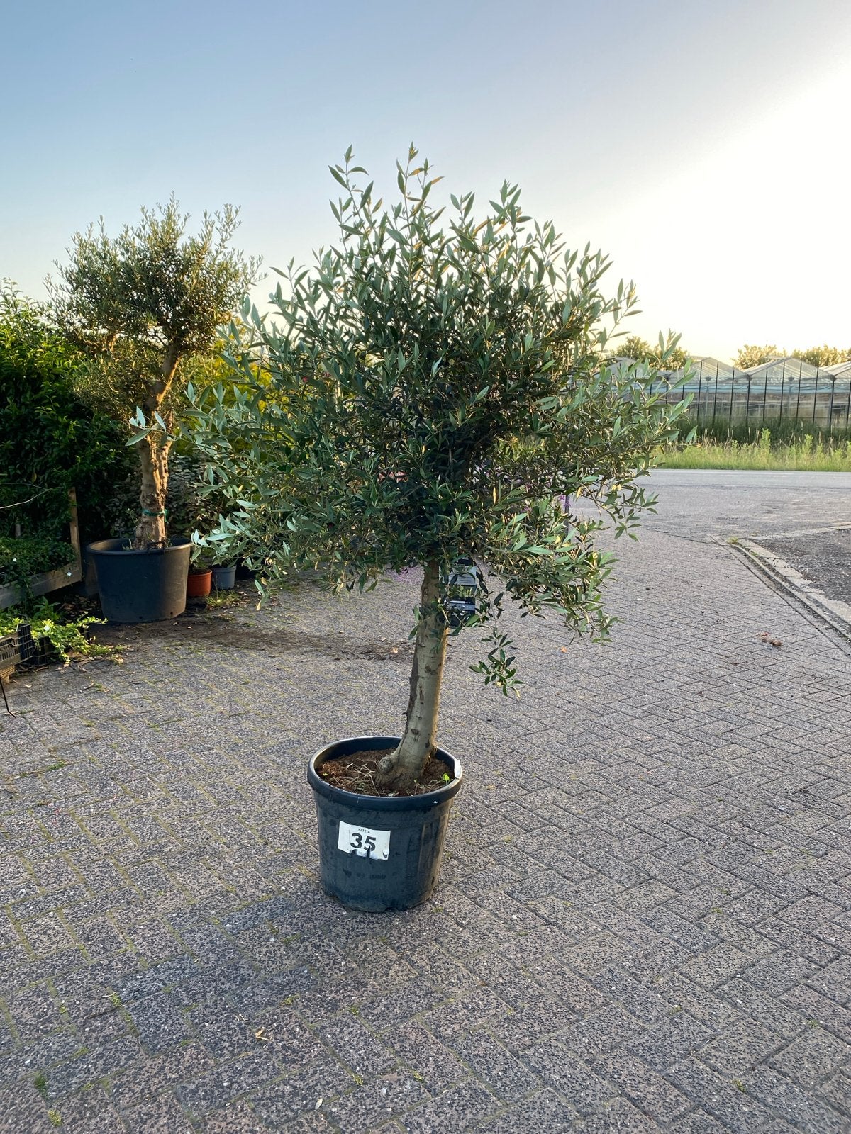 Olijfboom met dikke stam, Lente, 100 tot 250 cm, Olijfboom, Ophalen