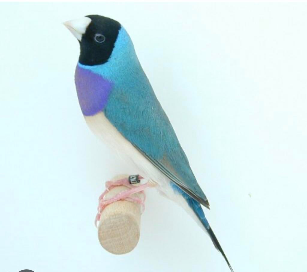 Gezocht pop/man koudkweek, Dieren en Toebehoren, Meerdere dieren