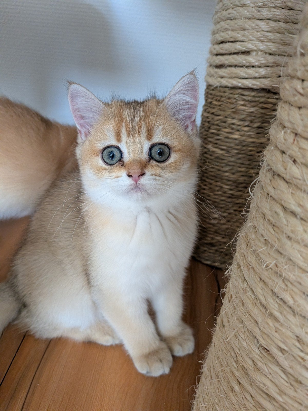 Britse korthaar kittens met stamboom, Meerdere dieren, Met stamboom, 0 tot 2 jaar