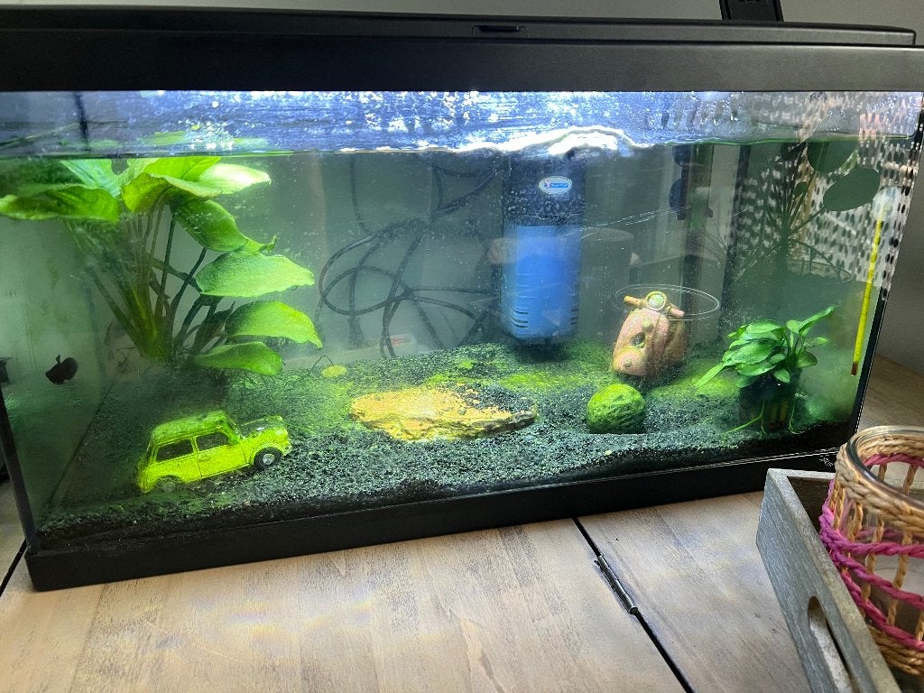 Aquarium met vissen, Ophalen, Gebruikt, Aquatlantis, Gevuld zoetwateraquarium
