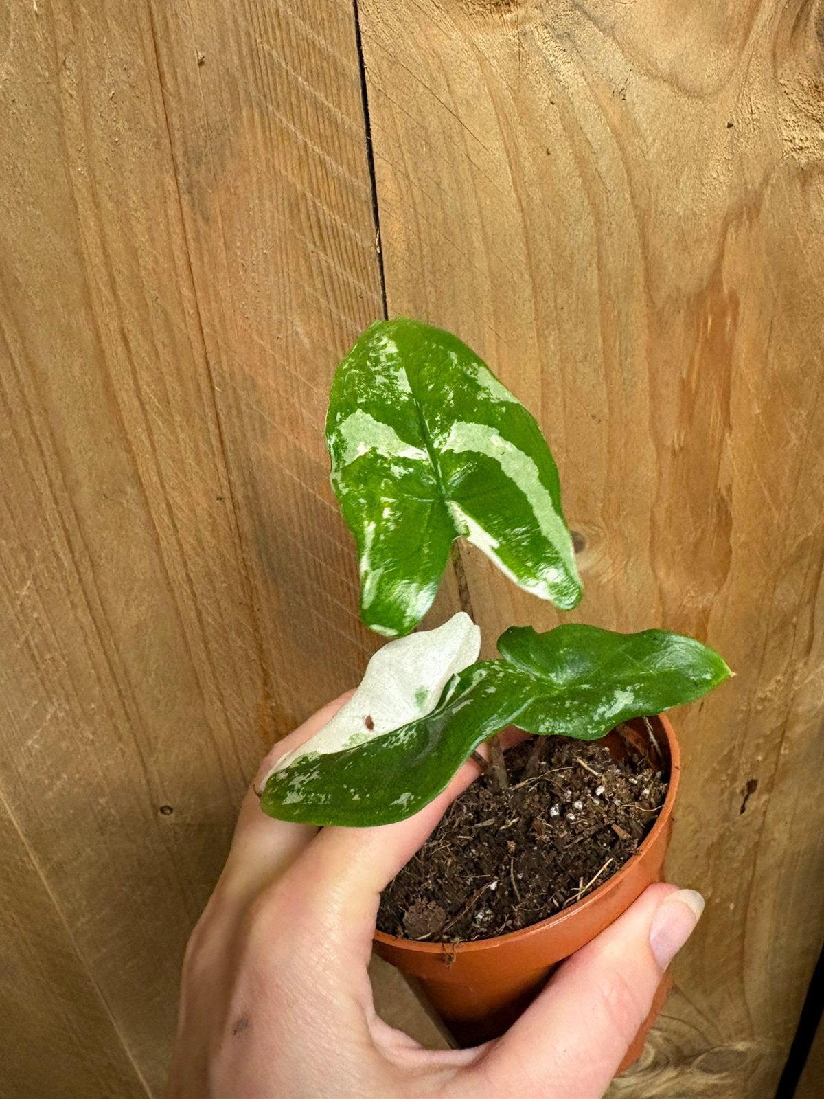 Alocasia tigrina superba variegata plant albo white wit mint, Ophalen of Verzenden, Halfschaduw, Minder dan 100 cm