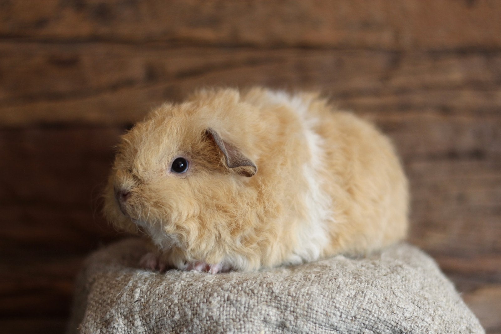 FAYE | CAVIA | TESSEL | ZEUG, Cavia, Juli, Vrouwelijk, Tam