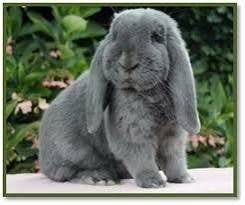 Franse hangoor( Wie heeft jonge blauwe voedster), Dieren en Toebehoren, Vrouwelijk, Groot, Hangoor
