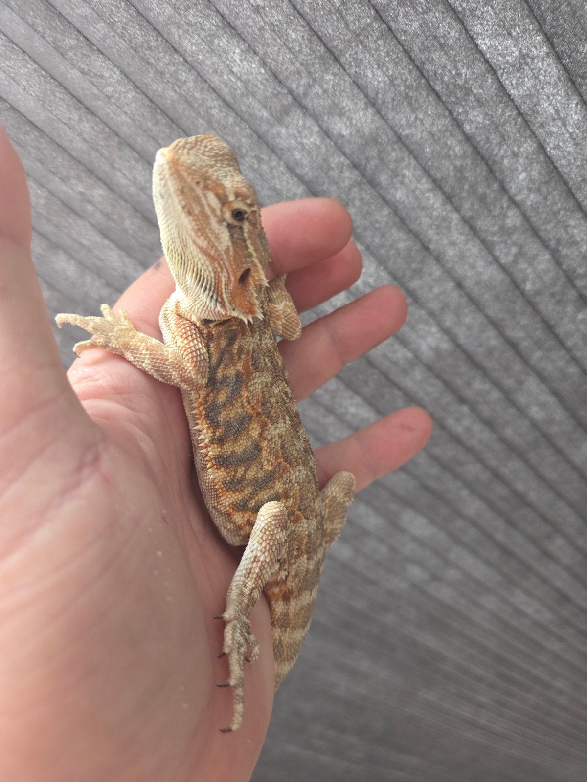 Baardagaam Pogona Vitticeps Red Orange Tiger Bearded Dragon photo 2
