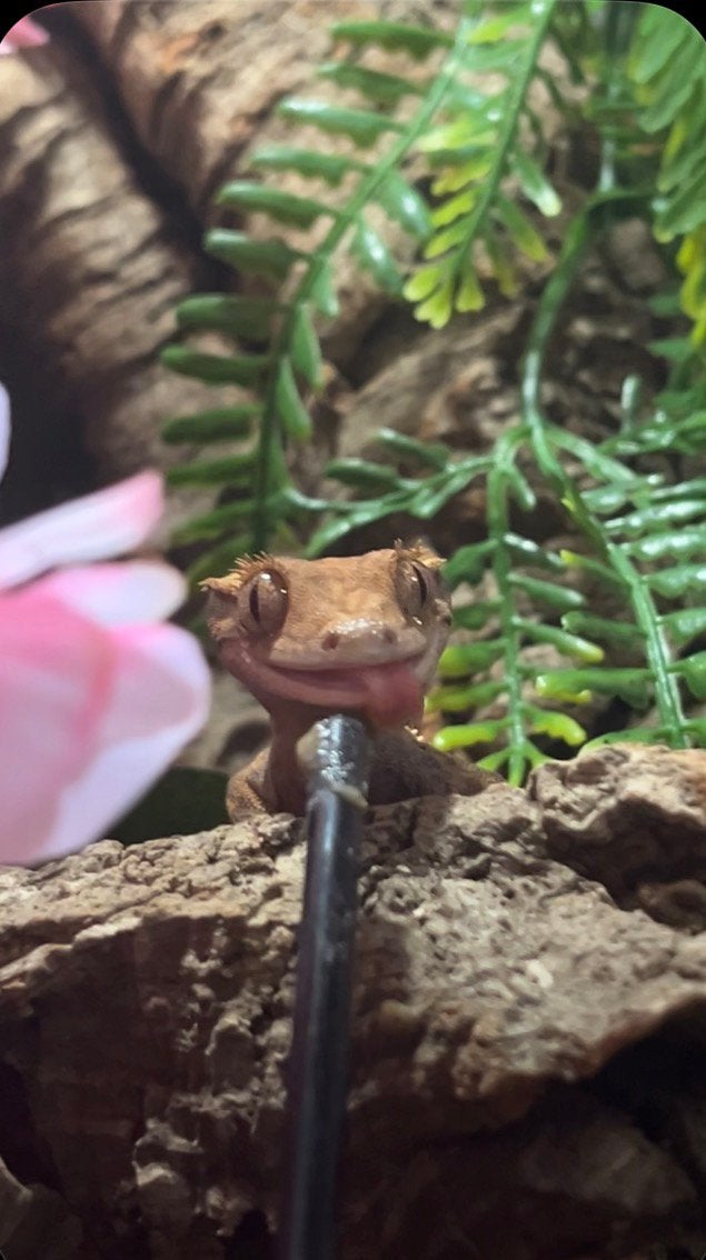 Wimper gekko + terrarium Crested Gecko - male for sale from Danytsia