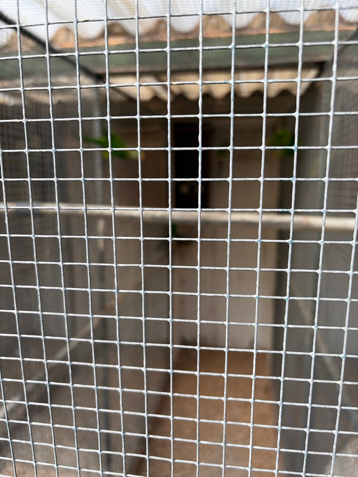 Grote parieten te koop, Dieren en Toebehoren, Meerdere dieren