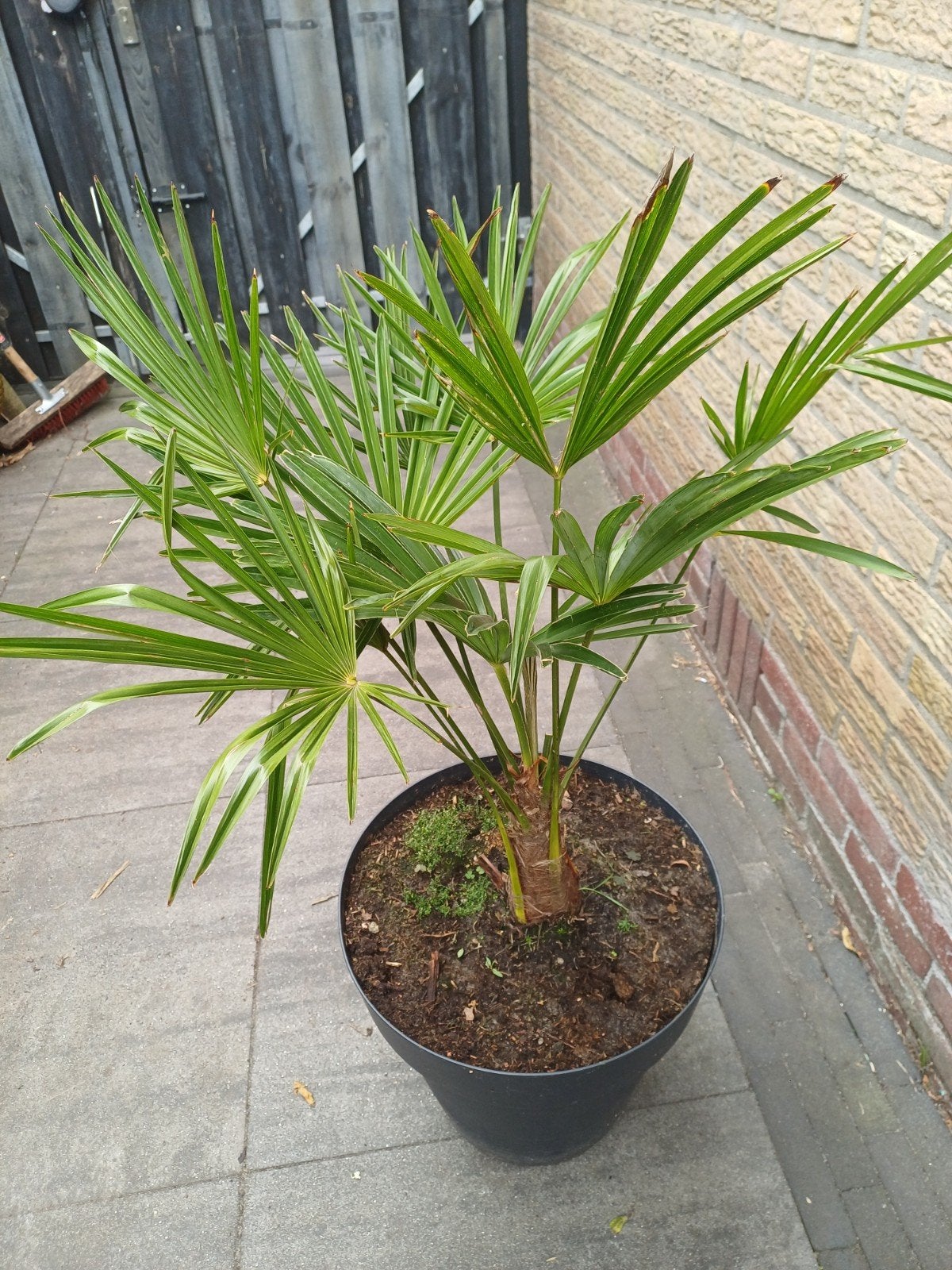 Trachycarpus wagnerianus - Winterharde palm incl. sierpot, Ophalen, Vaste plant, Overige soorten, Volle zon