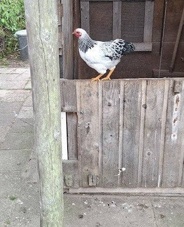 Jonge Hanen, Dieren en Toebehoren, Pluimvee, Mannelijk, Kip