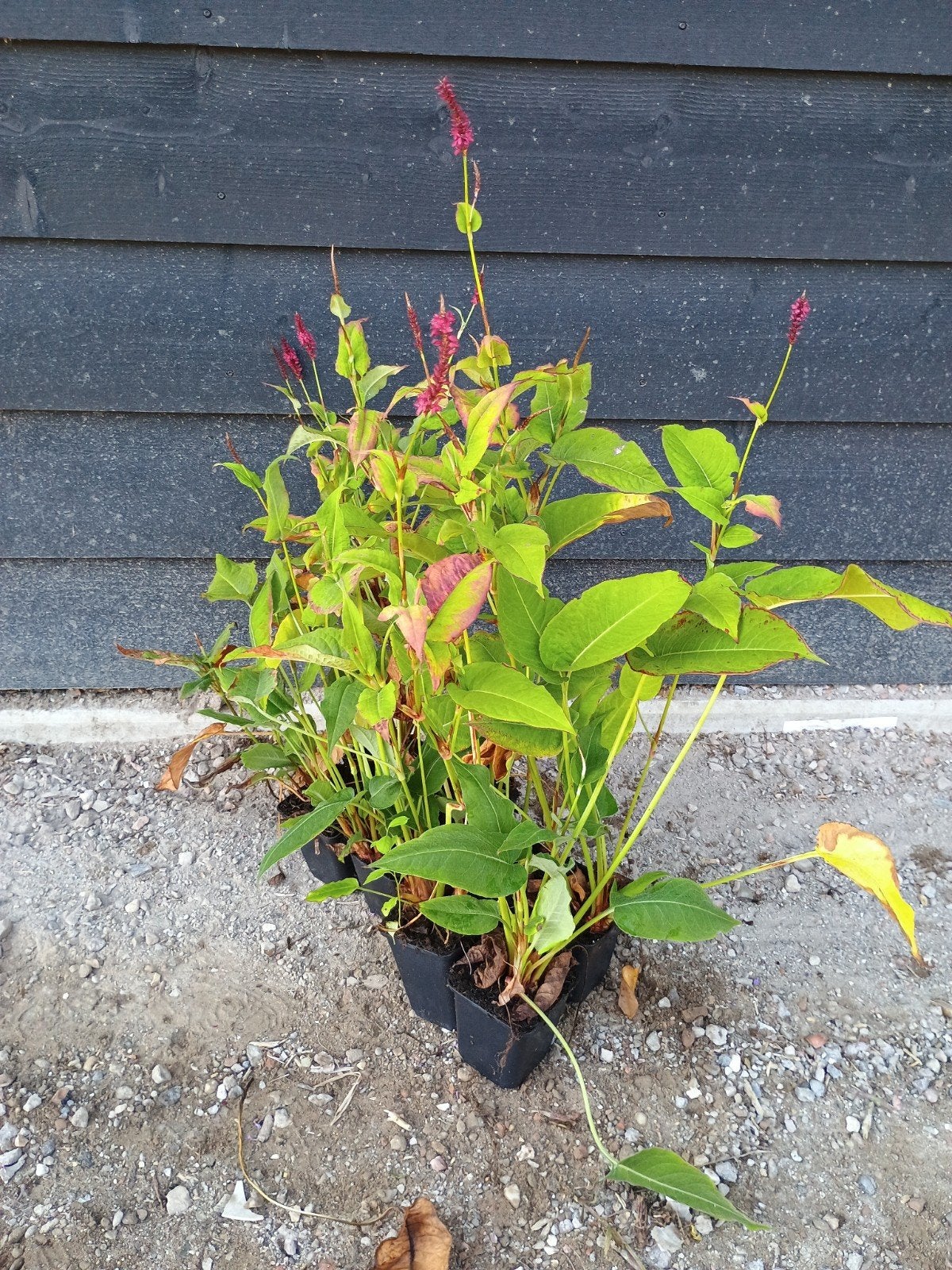 Persicaria amplexicaulis 'Speciosa' - Duizendknoop, Vaste plant, Halfschaduw, Zomer, Ophalen