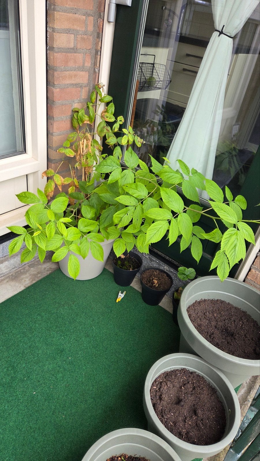 Frambozenplant 'Dream Queen' zsm ophalen, Tuin en Terras, Planten | Tuinplanten, Ophalen, Volle zon, Vaste plant, Zomer