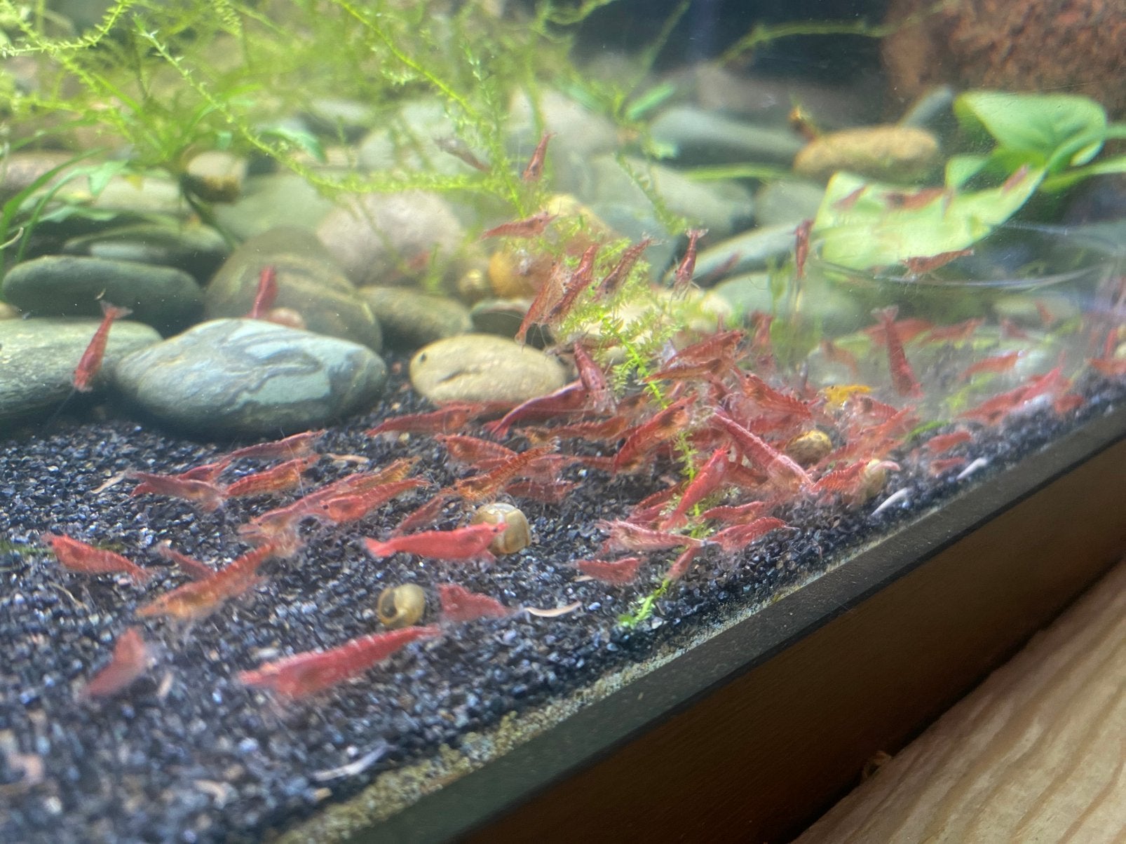 Neocaridina garnalen rood, Dieren en Toebehoren, Kreeft, Krab of Garnaal, Zoetwatervis
