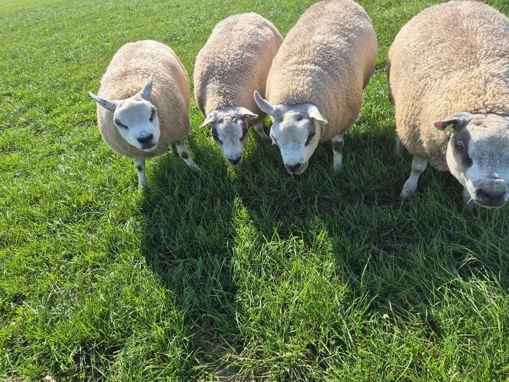 Texelaar stamboek dek ramlammeren., Dieren en Toebehoren, Mannelijk, Schaap, 0 tot 2 jaar