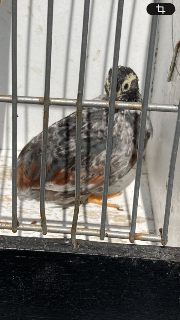 Geparelde Chinese dwergkwartel haantje, Dieren en Toebehoren, Vogels | Overige Vogels, Mannelijk, Tropenvogel, Geringd