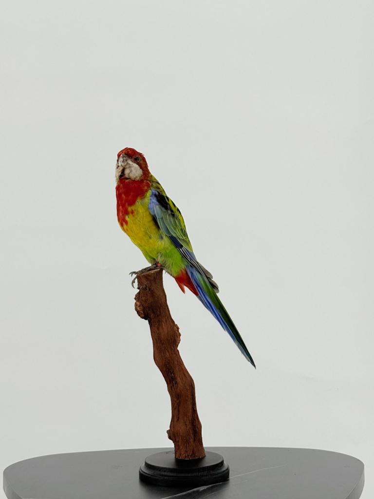 Prachtrosella op houten sokkel, Ophalen of Verzenden, Nieuw, Vogel, Opgezet dier