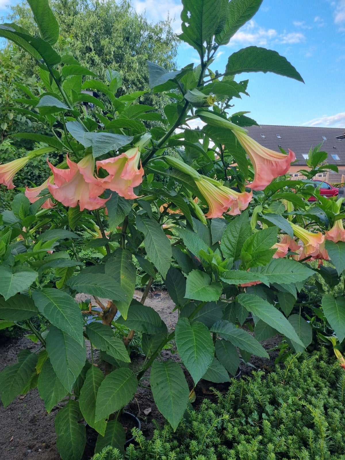 brugmansia.hoger dan 150 cm, Ophalen, Volle zon, Overige soorten