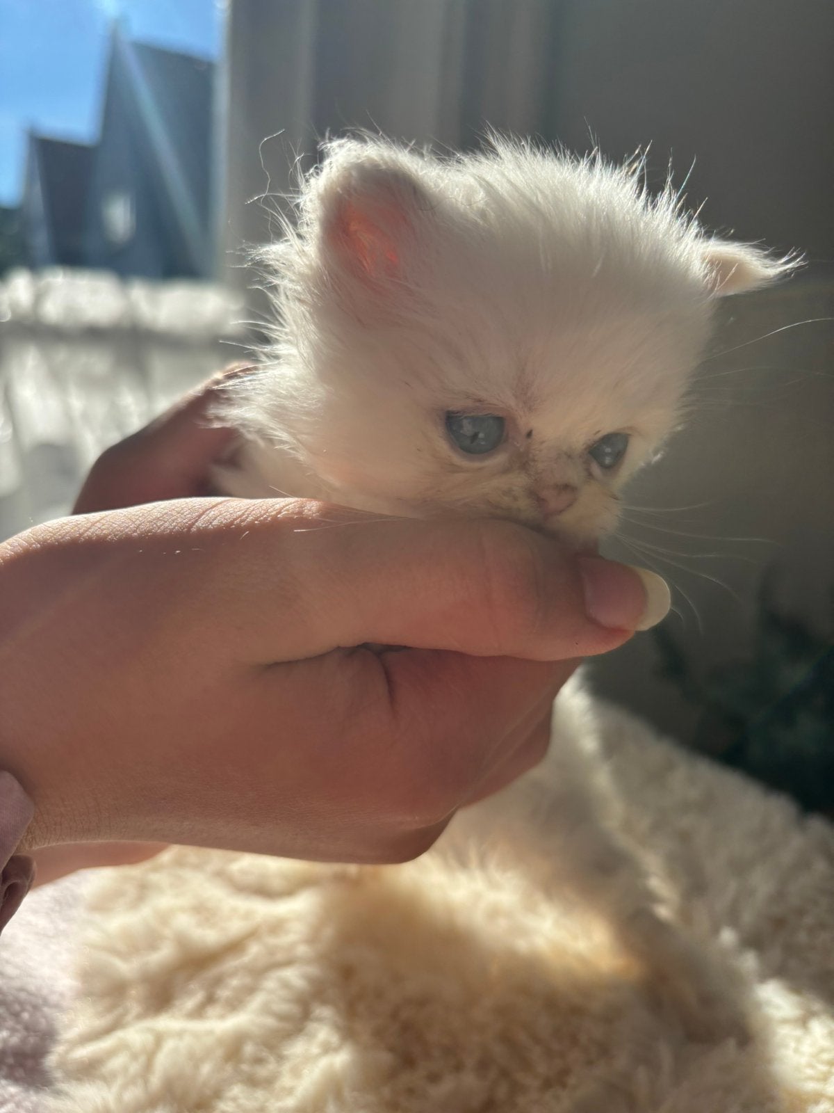 Perzische red point langharige kittens, Dieren en Toebehoren, Kater