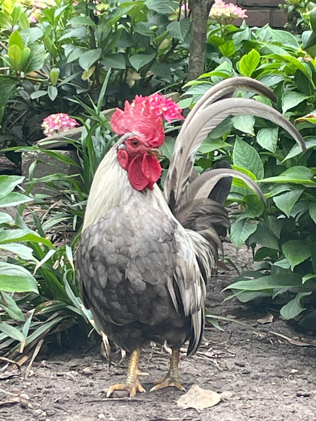 Serama haan, Dieren en Toebehoren, Mannelijk, Kip