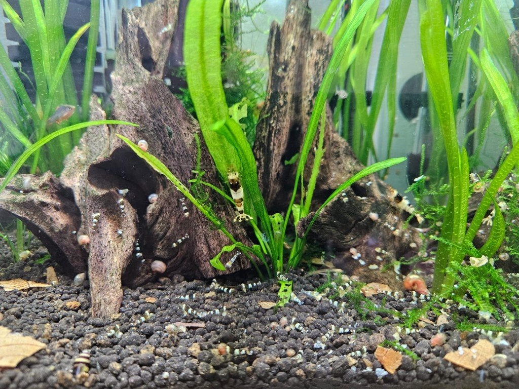 Crystal Black caridina garnalen, Kreeft, Krab of Garnaal, Zoetwatervis