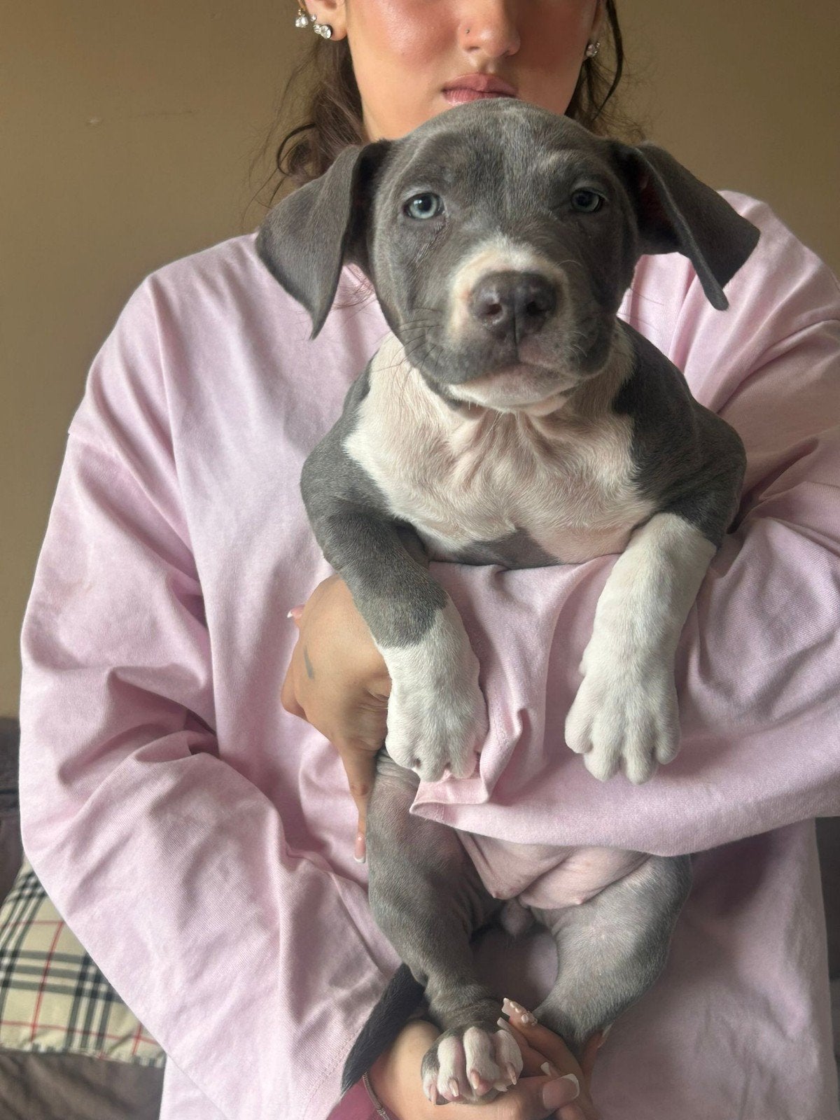 xl bully pup  american bully  Dbkc stamboom, HCC (leverziekte), 8 tot 15 weken, Teef, Groot