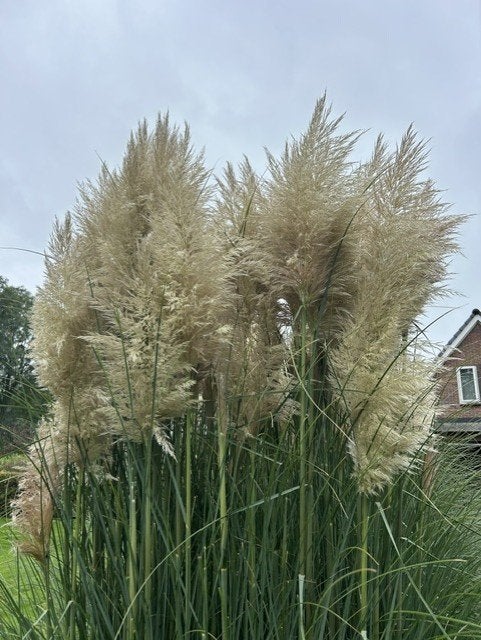 pluimen pampaspluimen pampas, Ophalen