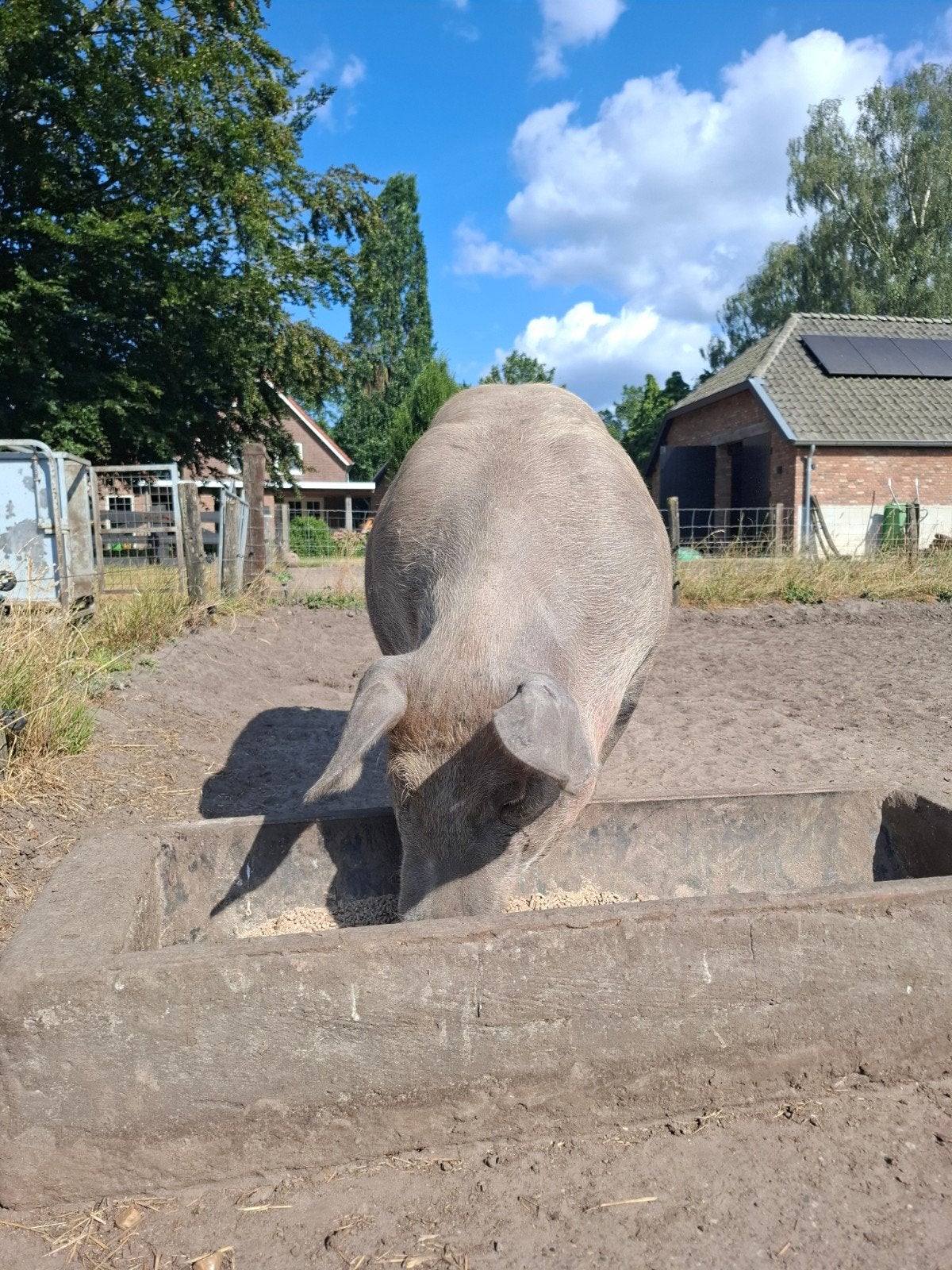Duroc (vleugje Pietrain) buitenvarken +/- 150 kg, Dieren en Toebehoren, Schapen, Geiten en Varkens, Varken, Vrouwelijk, 0 tot 2 jaar