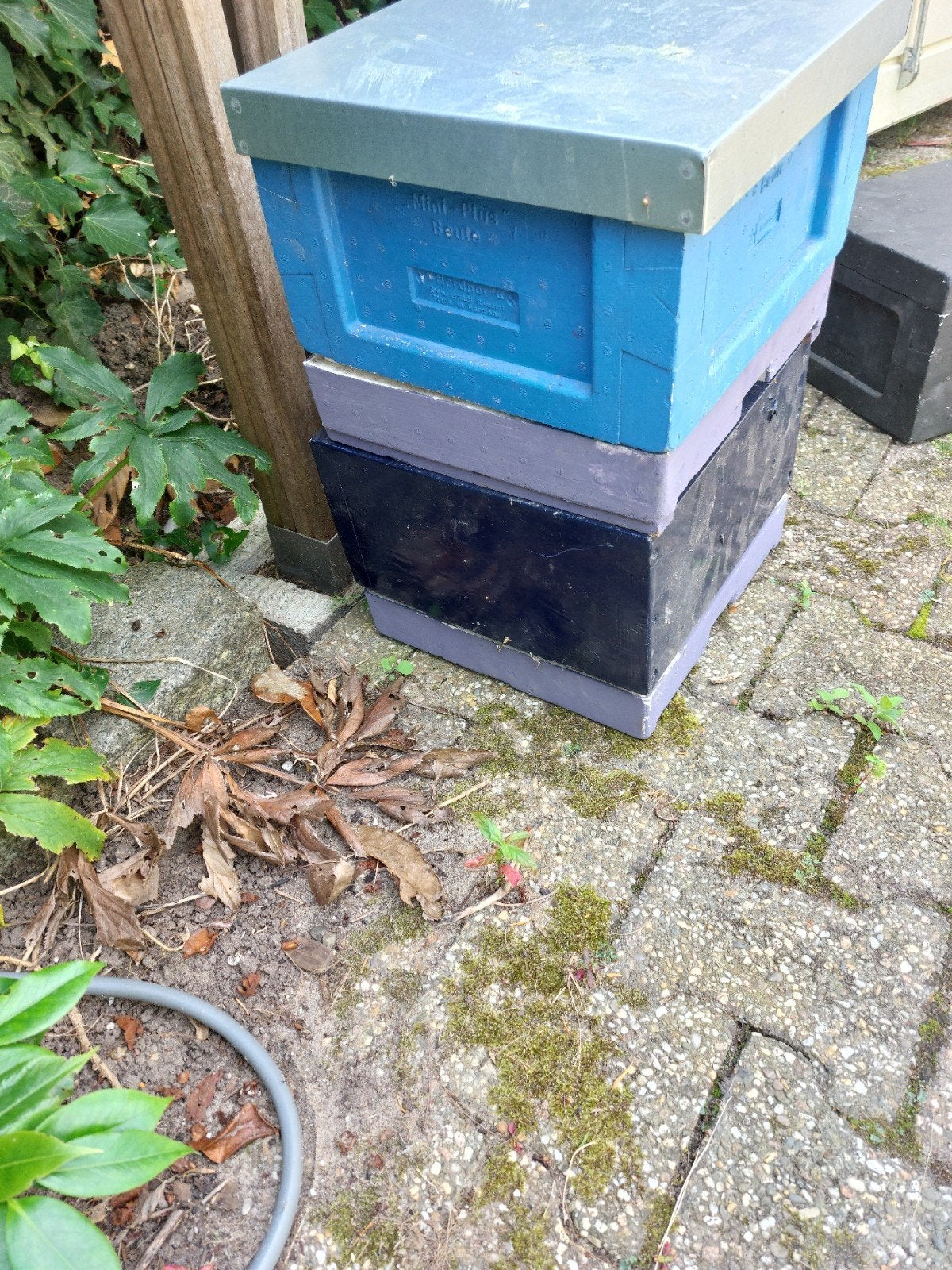 Miniplus  kastje  . 25€, Dieren en Toebehoren, Bijen