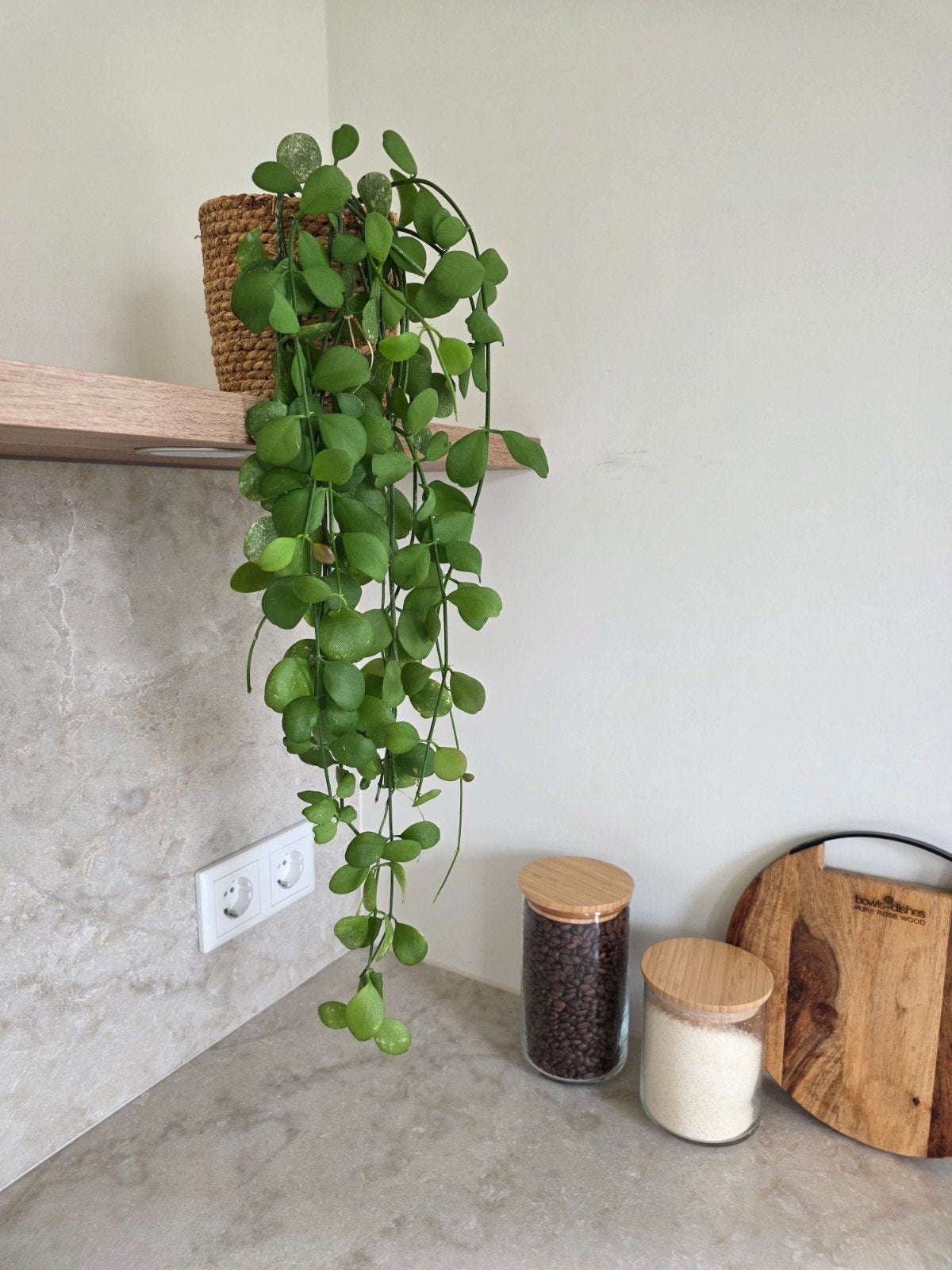 Dubbeltjesplant, hangplant incl. rieten pot, Huis en Inrichting, Kamerplanten, Ophalen, Halfschaduw, Minder dan 100 cm