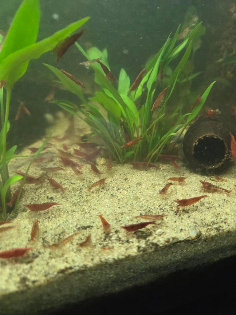 Vuurgarnalen, Kreeft, Krab of Garnaal