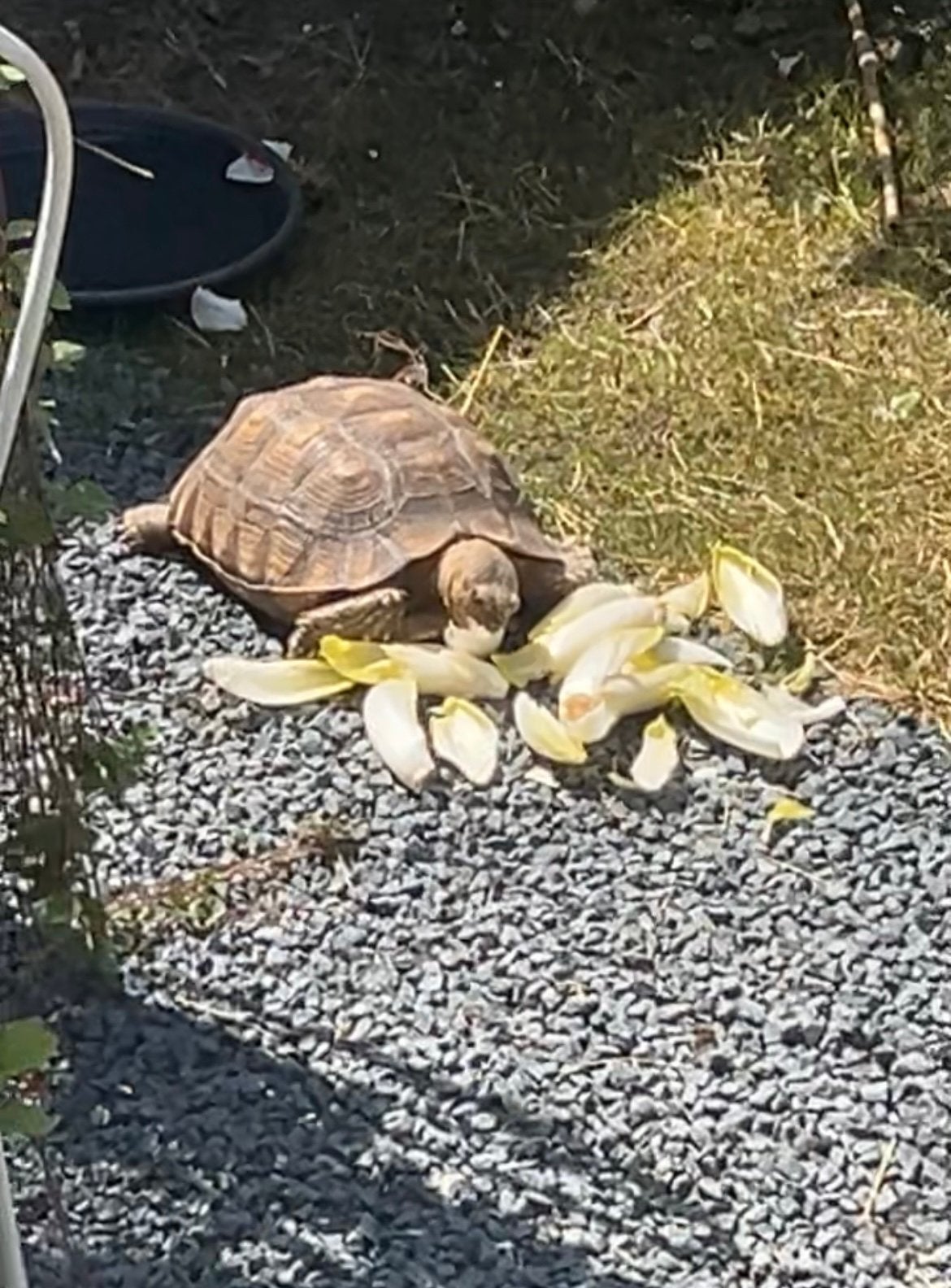 Sulcata schildpad, Dieren en Toebehoren, Schildpad, 3 tot 6 jaar
