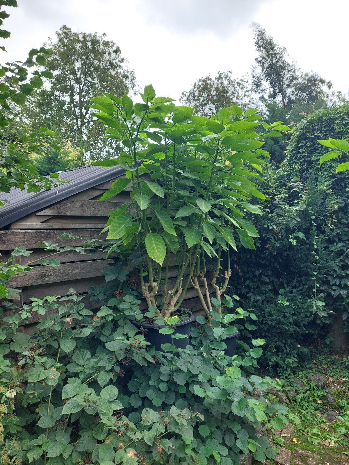 Brugmansia's in grote bakken, bijna of net in bloei, Tuin en Terras, Ophalen