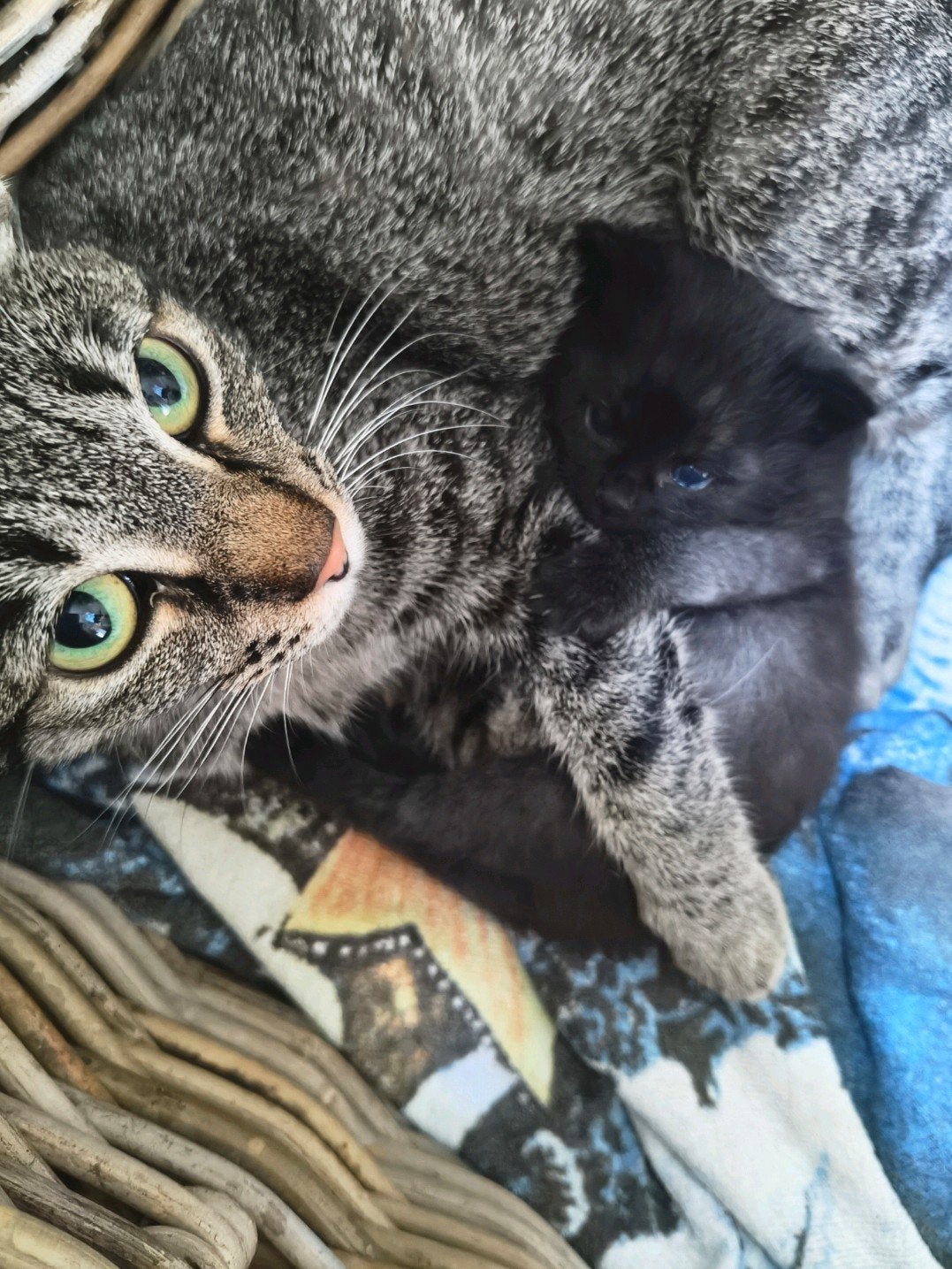 Lieve moederpoes, met kitten, Poes, Ontwormd, 0 tot 2 jaar