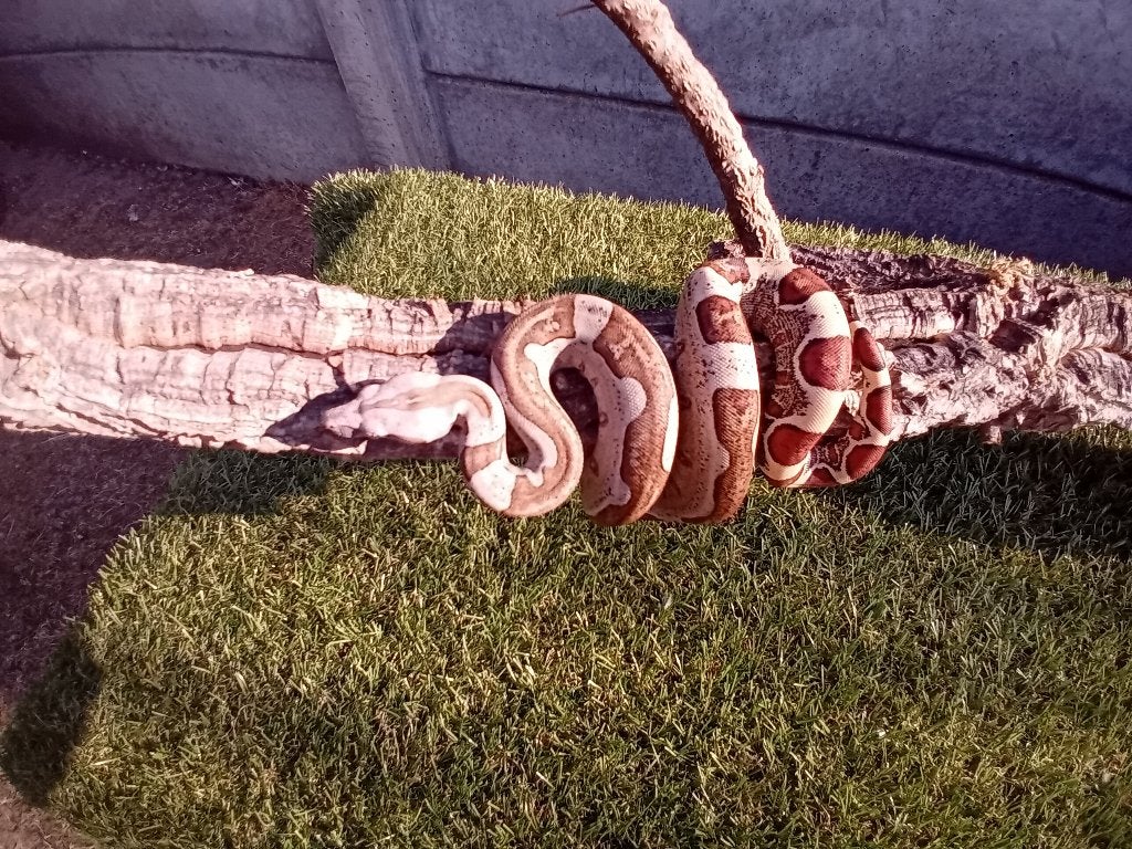 NK boa constrictor imperator, Dieren en Toebehoren, Reptielen en Amfibieën, Slang, 3 tot 6 jaar