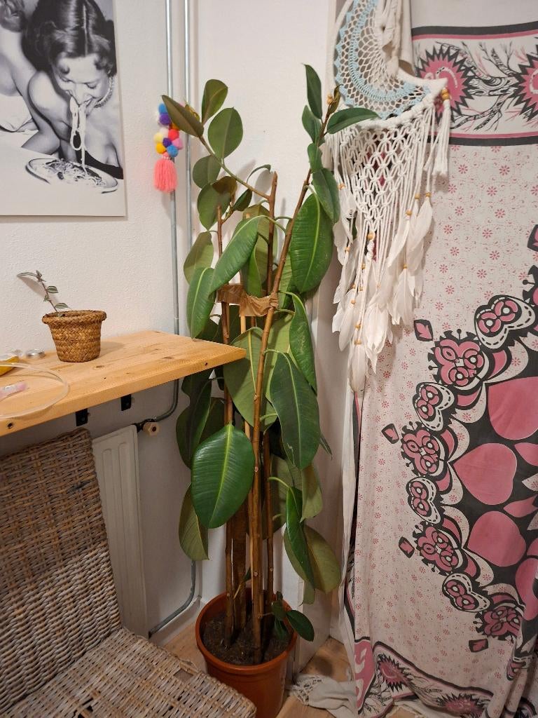 Indische rubberboom, Ophalen, Overige soorten, Halfschaduw, Bloeiende kamerplant