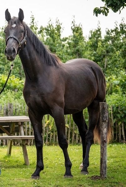 Fijne opfokplek gezocht voor 2 jarige ruin, Opfok