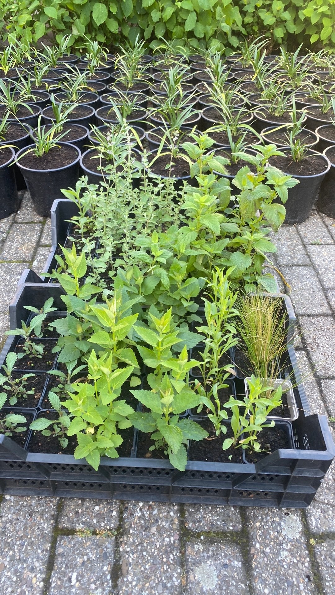 Opruiming 50 vaste planten, Tuin en Terras, Planten | Tuinplanten, Ophalen, Overige soorten, Volle zon