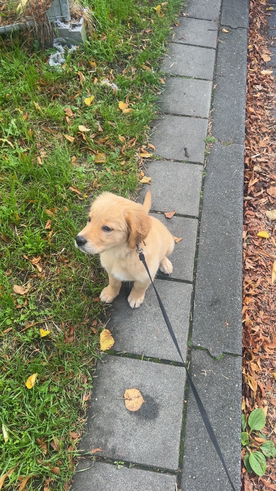 Golden Retriever Puppy, Golden retriever, Reu, CDV (hondenziekte), 8 tot 15 weken