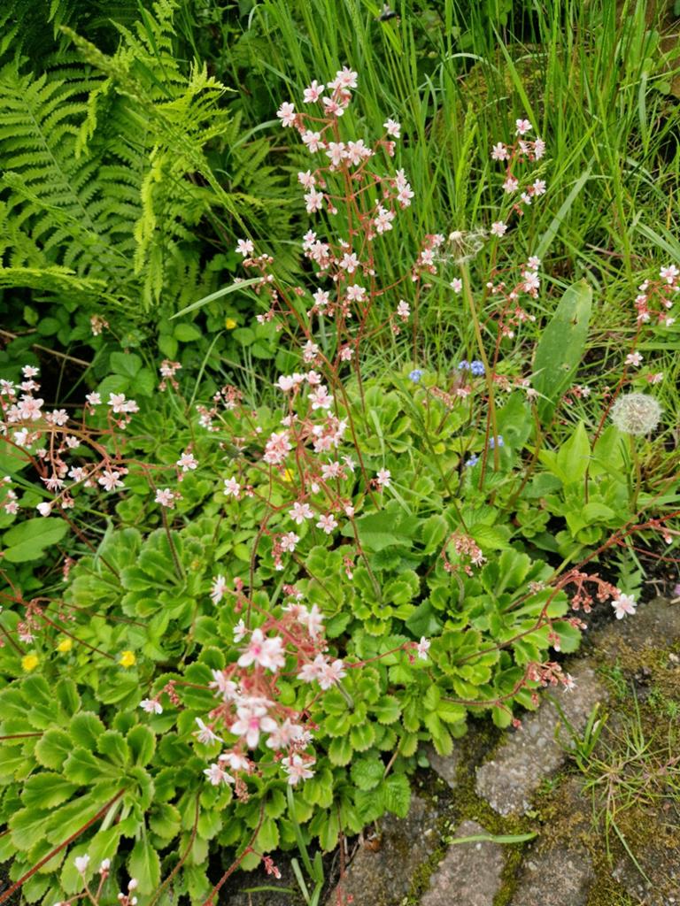 Stekjes Schildersverdriet, Tuin en Terras, Ophalen, Bodembedekkers, Vaste plant, Halfschaduw