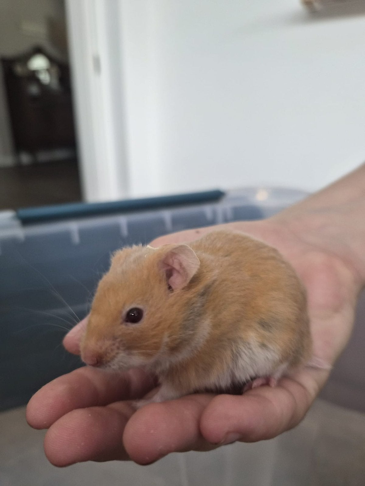 Goudhamster vrouwtjes 5 weken, Hamster, April, Mannelijk, Tam