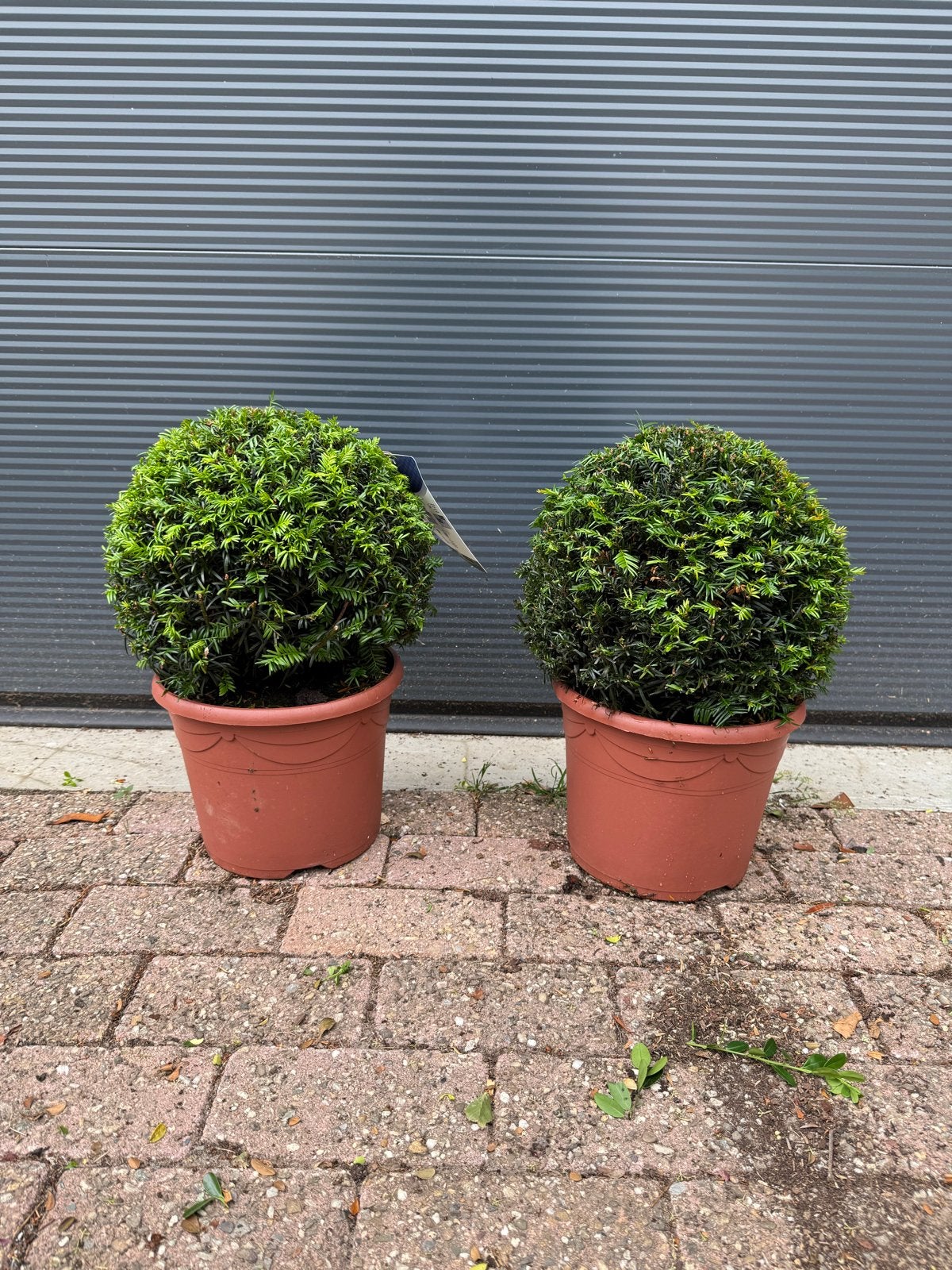 Taxus Baccata bollen in diverse maten tot 90 cm, Volle zon, Vaste plant, Bloeit niet, Ophalen