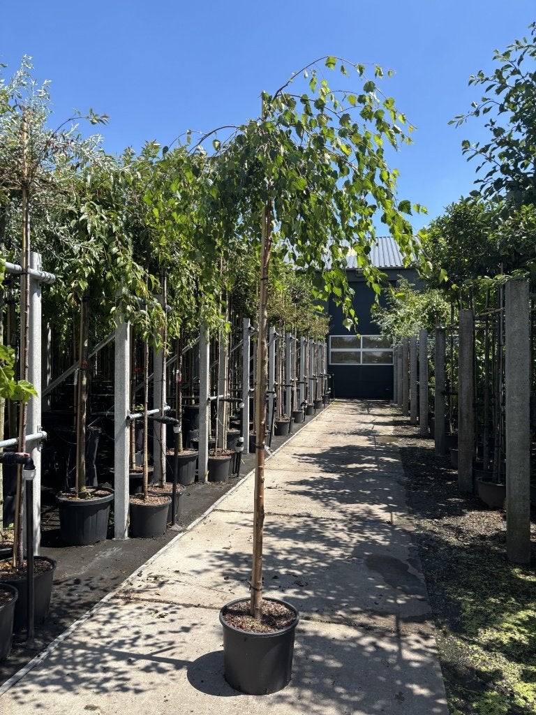 Betula pendula ‘Youngii’ 8/10 – ca. 220 cm | Treurberk, Tuin en Terras, Planten | Bomen, In pot, Bloeit niet, Verzenden, Treurboom