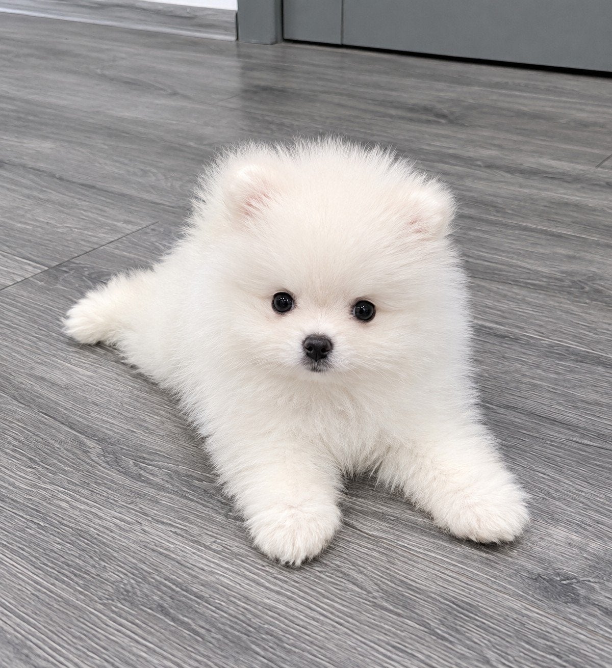 Pomeriaan REU pups, Eén hond, Nederland, Particulier, Reu