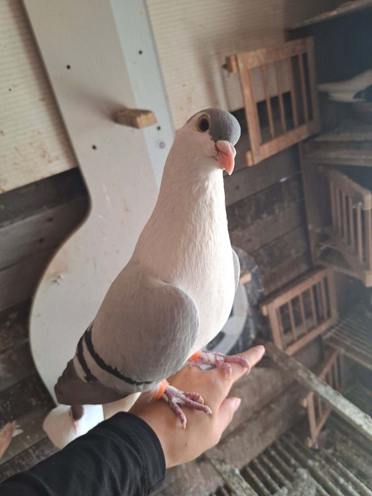 Diverse rassen duiven te koop, Dieren en Toebehoren, Vogels | Duiven, Meerdere dieren, Overige soorten
