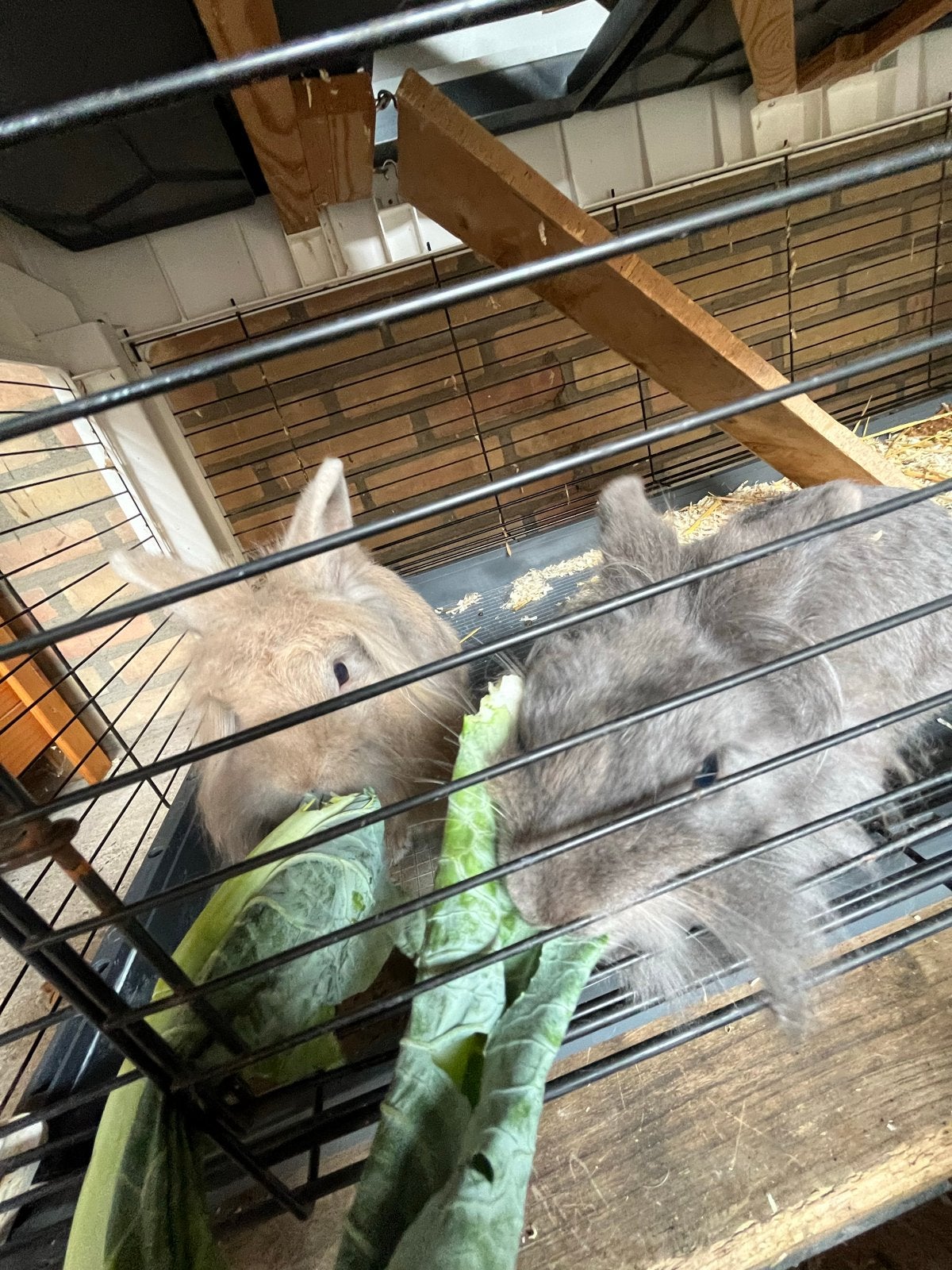 2 voskonijntjes te koop broer en zus, Meerdere dieren, Middelgroot, 3 tot 5 jaar