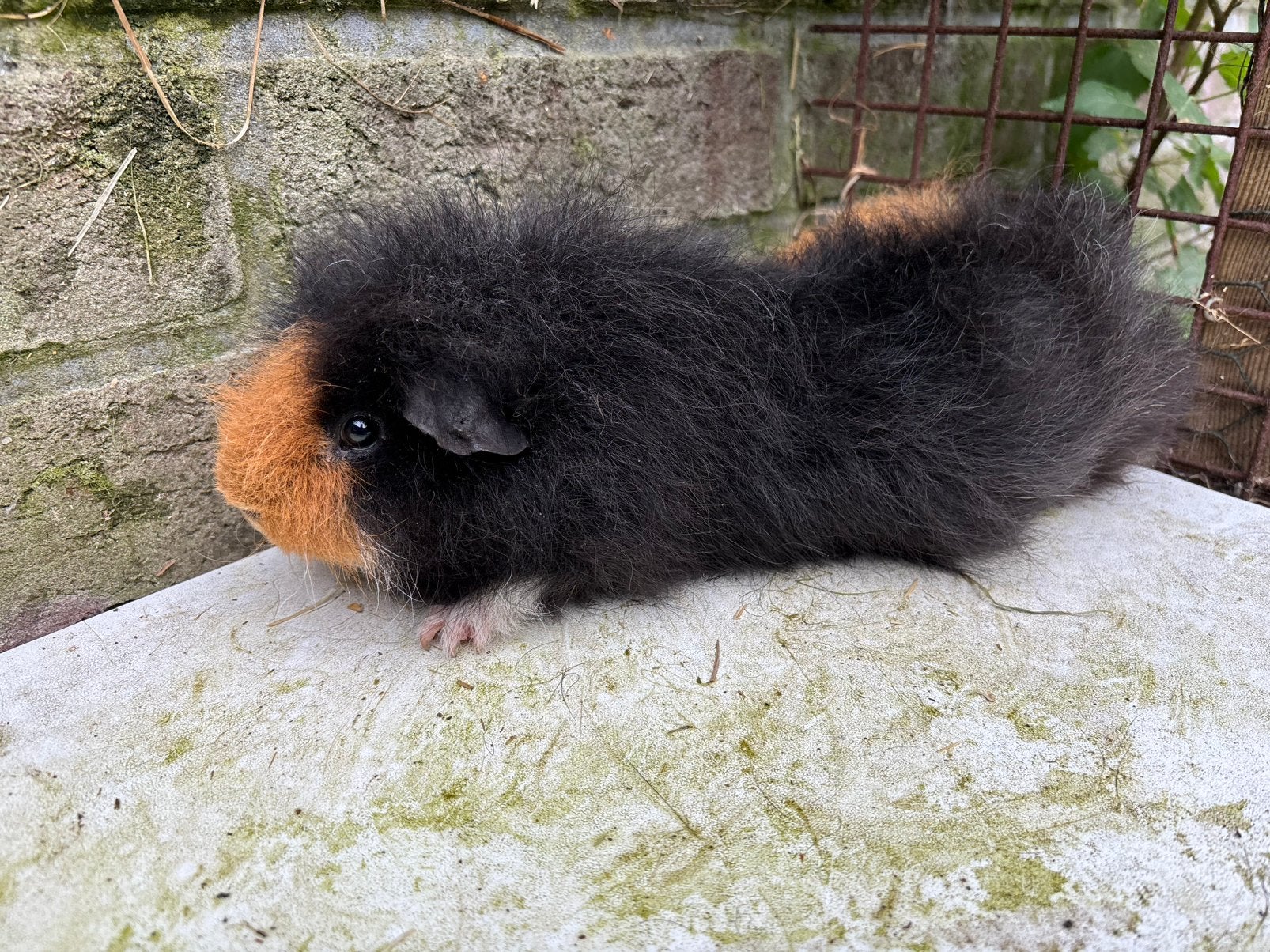 CH-Teddy beer driekleur, Dieren en Toebehoren, Knaagdieren, Januari, Mannelijk, Cavia
